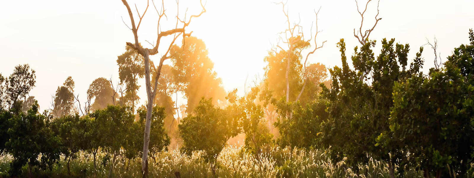 Bushland at the Kon&eacute; Gold Project, C&ocirc;te d&rsquo;Ivoire